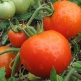 Paradajz sanka: recenzije, fotografije, prinos